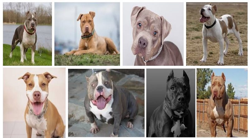 different kind of pitbull breeds